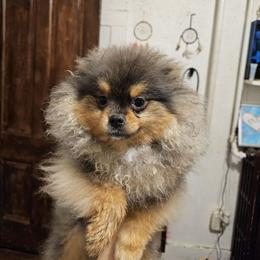 Patches - Pomeranian