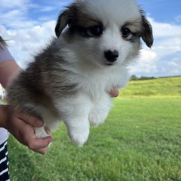 Miniature Australian Shepherd and Pembroke Welsh Corgi Puppies from Fluffy Butt Acres