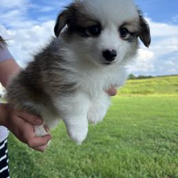 Miniature Australian Shepherd and Pembroke Welsh Corgi Puppies from Fluffy Butt Acres