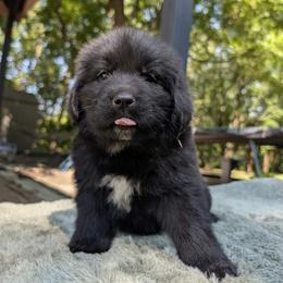 Lavender Girl (Saké) - Black female Newfoundland puppy in Independence, Missouri from K & L Ranch