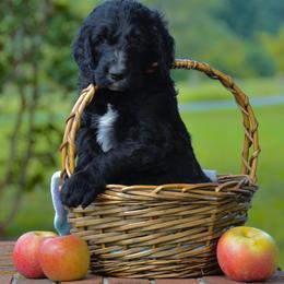Orange - Black male Goldendoodle puppy in Summerfield, North Carolina from Southern Doodles