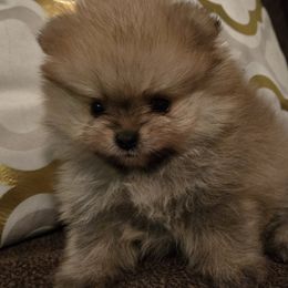 Boy 2 - Orange sable Pomeranian puppy in Fort Lauderdale, Florida from El'Cienna Poms