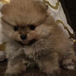 Boy 2 - Orange sable Pomeranian puppy in Fort Lauderdale, Florida from El'Cienna Poms