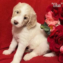 Goldendoodle Puppies from Golden GoldenDoodles