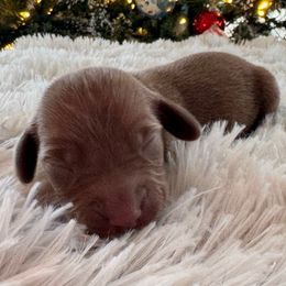 Bastian - Chocolate and tan male Dachshund puppy in Wallingford, Kentucky from Hensley Homestead Dachshunds