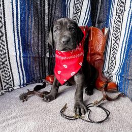 Tairn - Blue and white male Great Dane puppy in Climax, Michigan from Beaver Creek Danes