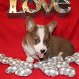 Pembroke Welsh Corgi Puppies from Wild West Corgis of Texas