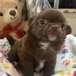 Nova - Chocolate male Chihuahua puppy in Summerfield, Florida from Impeccable's Boutique & Ethical Breeder for the educated & discriminating ONLY