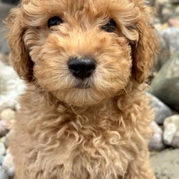 Tom - Red  male Poodle puppy in Howard City, Michigan from Petite Joie Puppies