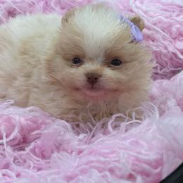 Lychee - Cream parti female Pomeranian puppy in Franklin, North Carolina from A&J Cutie Pawtooties