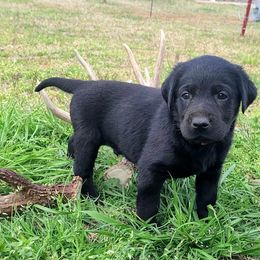 Labrador Retriever Puppies from Deer Creek sport dogs