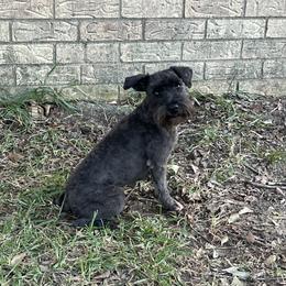 Lisa - Miniature Schnauzer