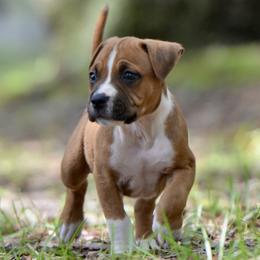 The Confident All-Rounder - Red male American Staffordshire Terrier puppy in St. Augustine, Florida from LBK & Ancient City