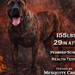 Valhalla - Perro de Presa Canario