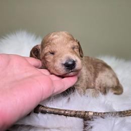 Izzy - Apricot female Goldendoodle puppy in Woodburn, Indiana from Lengachers Cuddly Doods