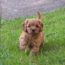 Red Velvet Cake - Brown female Cavapoo puppy in Lewisburg, Pennsylvania from Jessie's Puppies