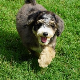 Darker blue merle boy - Blue merle male Aussiedoodle puppy in Lawton, Oklahoma from Lindsey’s Aussies