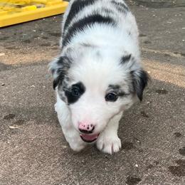 Black-Eyed Pea - Blue merle male Border Collie puppy in Jefferson, Pennsylvania from Willis Farm