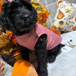 Lizzy - Black female Labradoodle puppy in Watertown, Tennessee from PawfectBud