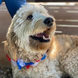 Bernedoodle, Goldendoodle, and Golden Retriever All Grown Up from Sunset Retrievers & Doodles