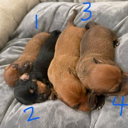 Boy 4 - Red male Dachshund puppy in Waco, Georgia from Huff Family Doxies & Doodles