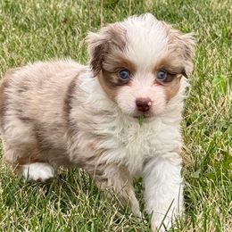 Cider - Red merle female Miniature American Shepherd puppy in Rockford, Illinois from Andover Aussies