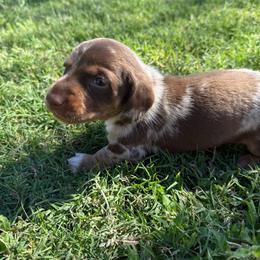 Dapple Boy - Dapple male Dachshund puppy in Buckeye, Arizona from Ryder's Roundup
