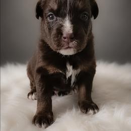 Reese's - Red tri-color female Australian Shepherd puppy in Fultonville, New York from Sandy Aussies & Pomeranians