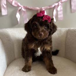 Princess Tiana - Brown female Bernedoodle puppy in Munster, Indiana from Miranda’s Sunshine Poodles and Doodles