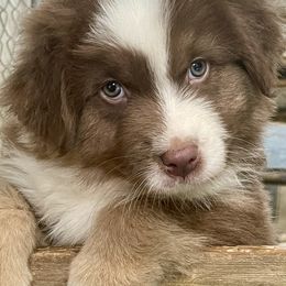 Boy 1 - Red tri-color Australian Shepherd puppy in Martha’s Vineyard, Massachusetts from Cranberry Hill Aussies