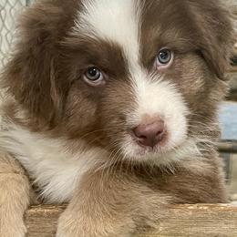 Boy 1 - Red tri-color Australian Shepherd puppy in Martha’s Vineyard, Massachusetts from Cranberry Hill Aussies