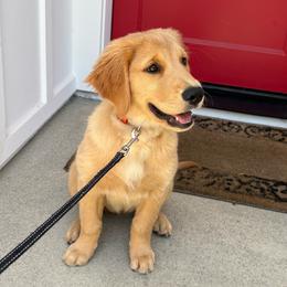 Shiloh - Golden female Golden Retriever puppy in Ramona, California from SDPREMIERGOLDENS