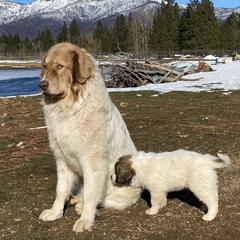 Karakachans from Lightning T Karakachans