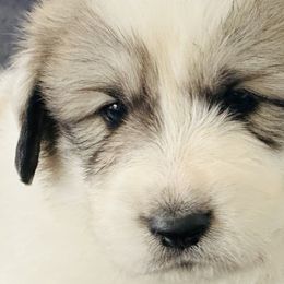 Boy 1 - Great Pyrenees puppy in Nashville, Tennessee from Storybook Tails Farm