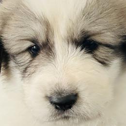 Boy 1 - Great Pyrenees puppy in Nashville, Tennessee from Storybook Tails Farm