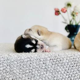 Pomskies from Shire Pups