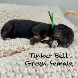 Tinkerbell - Black tri-color female Assorted Doodle Crosses puppy in Springville, Utah from JW Doodles