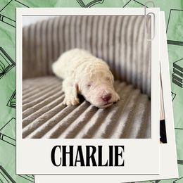 Charlie - Cream male Labradoodle puppy in Kingman, Arizona from The Dood Ranch