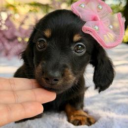 Titi - Black and tan female Dachshund puppy in Lakeland, Florida from Elite Doxies Florida