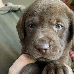 Light Green Boy - Chocolate Labrador Retriever puppy in Nicholasville, Kentucky from Old Railroad Labs