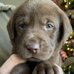 Light Green Boy - Chocolate Labrador Retriever puppy in Nicholasville, Kentucky from Old Railroad Labs