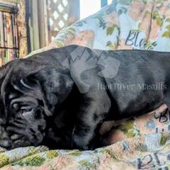 Molosser (Bully x) Puppies from Riot River Mastiffs