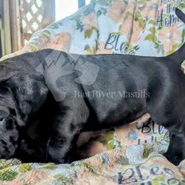 Molosser (Bully x) Puppies from Riot River Mastiffs