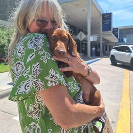 Rusty AKC - Red male Dachshund puppy in Coweta, Oklahoma from Sunnyside Dachshunds