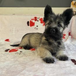 Killian - Fawn male Skye Terrier puppy in Pittston, Pennsylvania from Stars in the Skyes