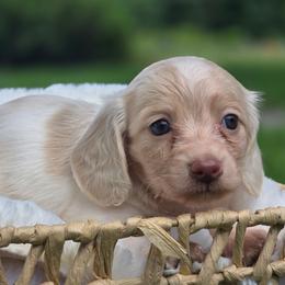 Lily - Piebald female Dachshund puppy in Mcminnville, Tennessee from Red Barn Farms Minis