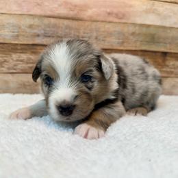 Vinny - Blue merle male Miniature Australian Shepherd puppy in Midway, Texas from L Bar W Aussie Ranch