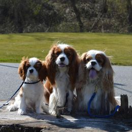 Cavalier King Charles Spaniels from Clairety Cavaliers