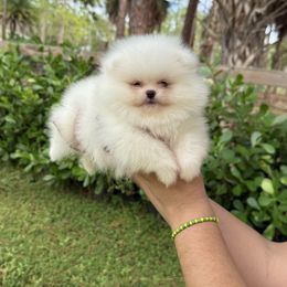 Alaric Teddy Bear Face - White male Pomeranian puppy in North Naples, Florida from Moon Ranch Puppies