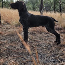 Abba - German Wirehaired Pointer